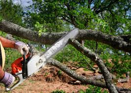 Best Firewood Processing and Delivery  in Irvington, NY