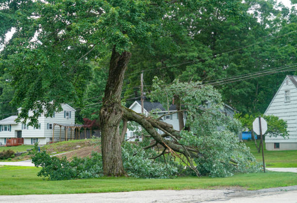 Best Tree Cabling and Bracing  in Irvington, NY