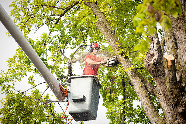 Best Tree Removal  in Irvington, NY