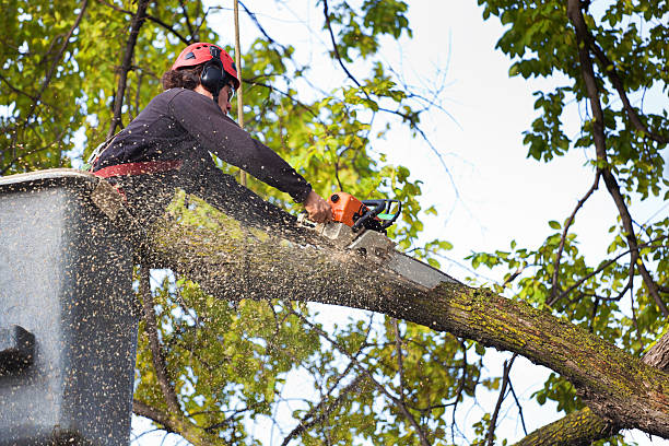 Best Palm Tree Trimming  in Irvington, NY