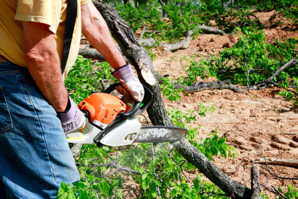 Best Tree Risk Assessment  in Irvington, NY